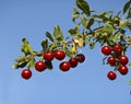 Cherry branch Royalty Free Stock Photo