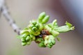 Cherry branch with buds in spring