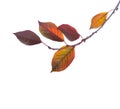 Cherry branch with colorful autumn leaves isolated on white background. Prunus cerasus