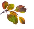 Cherry branch with colorful autumn leaves isolated on white background. Prunus cerasus