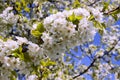 A cherry branch covered by blossoms