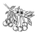 Cherry branch engraving vector illustration
