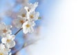 Cherry branch flower branch, blue sky