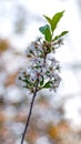 Cherry branch with flowers against the background of bright sky of white nights one sunny spring evening Royalty Free Stock Photo