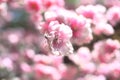 Cherry branch with flowers in spring bloom. A beautiful Japanese tree branch with cherry blossoms. A buzzing bee is enjoy Royalty Free Stock Photo