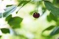 Cherry on the branch grows, ripened red cherry Royalty Free Stock Photo