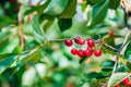 Cherry on the branch grows, ripened red cherry Royalty Free Stock Photo