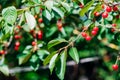 Cherry on the branch grows, ripened red cherry Royalty Free Stock Photo