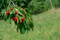 Cherry on the branch grows, ripened red cherry Royalty Free Stock Photo