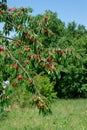 Cherry on the branch grows, ripened red cherry Royalty Free Stock Photo