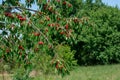 Cherry on the branch grows, ripened red cherry Royalty Free Stock Photo