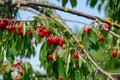 Cherry on the branch grows, ripened red cherry Royalty Free Stock Photo
