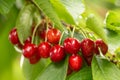 Cherry on the branch grows, ripened red cherry close up Royalty Free Stock Photo