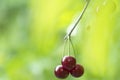 Cherry on the branch grows, ripened red cherry close up Royalty Free Stock Photo