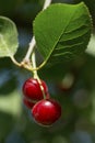 Cherry on the branch grows, ripened red cherry close up Royalty Free Stock Photo