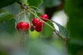 Cherry on the branch grows, ripened red cherry Royalty Free Stock Photo