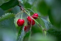 Cherry on the branch grows, ripened red cherry Royalty Free Stock Photo