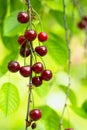 Cherry on the branch grows, ripened red cherry Royalty Free Stock Photo