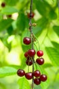 Cherry on the branch grows, ripened red cherry Royalty Free Stock Photo