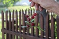 Cherry branch in hand in summer in the garden Royalty Free Stock Photo