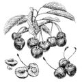 Cherry branch with leaves. Hand drawn botanical set with berries, branches and leaves