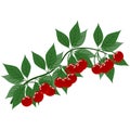 Cherry branch with leaves and ripe bright berries, vector illustration Royalty Free Stock Photo