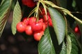 A cherry branch Royalty Free Stock Photo