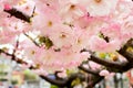 Cherry branch with pink flowers and small leaves. Close-up of sakura lush bloom on a spring day. Nature and botany, plants with