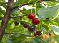 Cherry Royalty Free Stock Photo