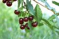 Cherry branch. Red ripe berries on the cherry tree. Green background with copy space