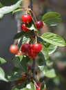 cherry branch with ripe red berries and green leaves in the sun Royalty Free Stock Photo