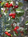 cherry branch with ripe red berries and green leaves in the sun Royalty Free Stock Photo