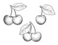 Cherry branch set. Hand drawn berry. Fesh fruit sketch