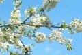 Cherry branch with in spring bloom on background of blue sky. White flowers of blooming Cherries tree Royalty Free Stock Photo