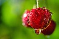 Cherry branch.Sweet cherry on the branch. With green leaves after rain.Selective focus. Royalty Free Stock Photo