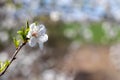 Cherry branch with white flower and blooming leaves against a blurred background. Flowering berry tree on a sunny spring day