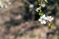 Cherry branch with white flower and blooming leaves against a blurred background. Flowering berry tree on a sunny spring day