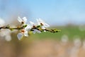 Cherry branch with white flowers and blooming leaves against a blurred background. Flowering berry tree on a sunny spring day