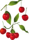 Cherry branches