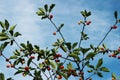 Cherry branches against the blue sky background. Red cherry on a tree, cropped shot.