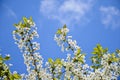 Cherry branches on a background of blue sky