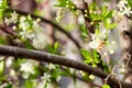 Cherry branches are covered with white flowers and green leaves. Background with flowers and butterfly on a spring day.