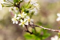 Cherry branches are covered with white flowers and green leaves. Background with flowers on a spring day.