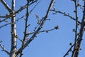 Cherry Branches with many swollen buds against blue sky. Fruit trees in orchard in early spring.