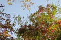 Cherry branches with red-green leaves against the sky. The wind Royalty Free Stock Photo