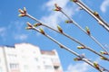 Cherry buds against urban buildings Royalty Free Stock Photo