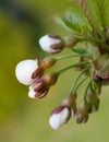 Cherry buds macro Royalty Free Stock Photo