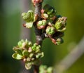 Cherry buds macro