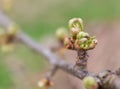 cherry buds Royalty Free Stock Photo