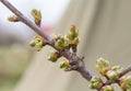 cherry buds Royalty Free Stock Photo